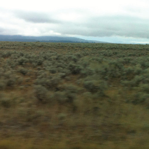 Caroline Says - 50,000,000 Elvis Fans Can't Be Wrong Music CD