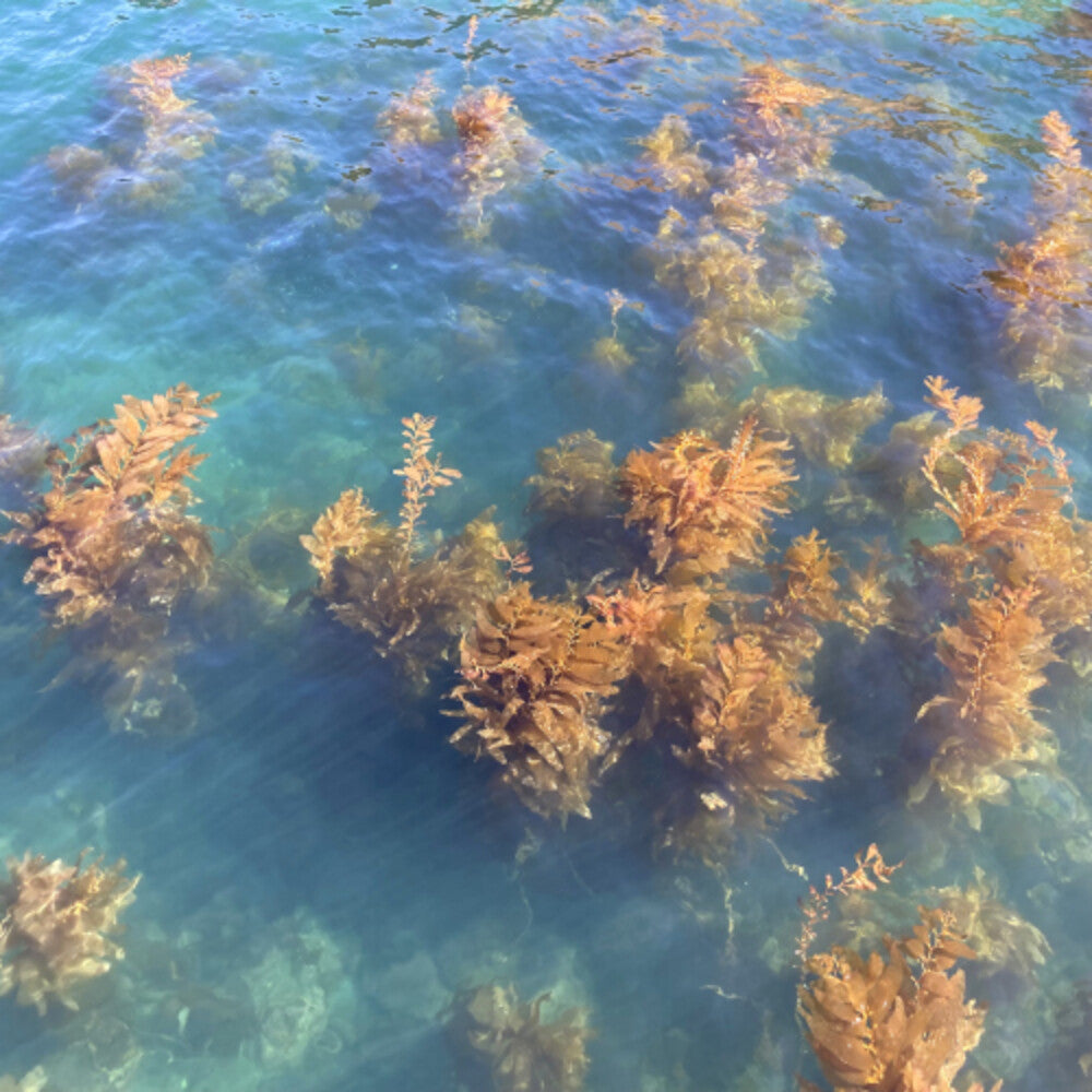 Turn On The Sunlight - Ocean Garden Music CD