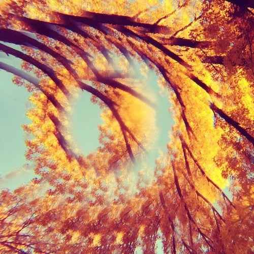 Forest Bathing [LP]