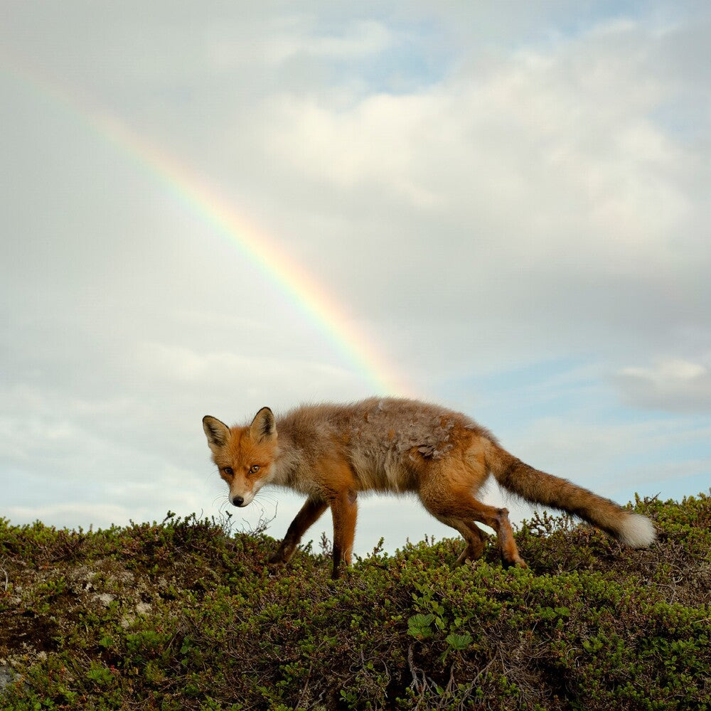 Buck Meek - Buck Meek (Translucent Green Vinyl) [LP] Vinyl Record