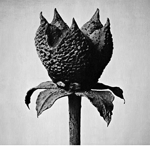 Masayoshi Fujita - Book Of Life Music CD