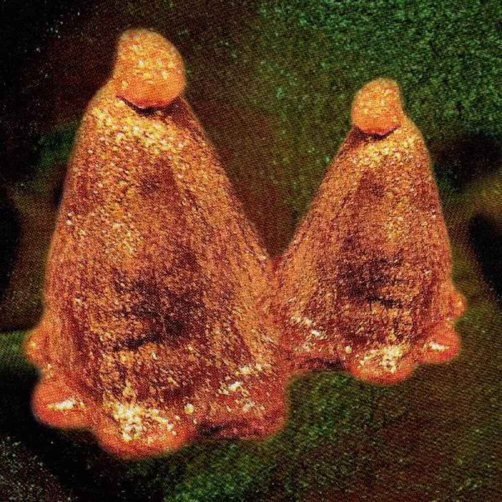 Oocyte Oil & Stolen Androgens [Clear Vinyl] (Grn) [Limited Edition]