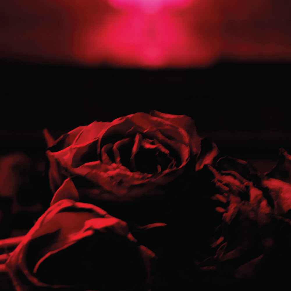 Roses (Mod) [CD]