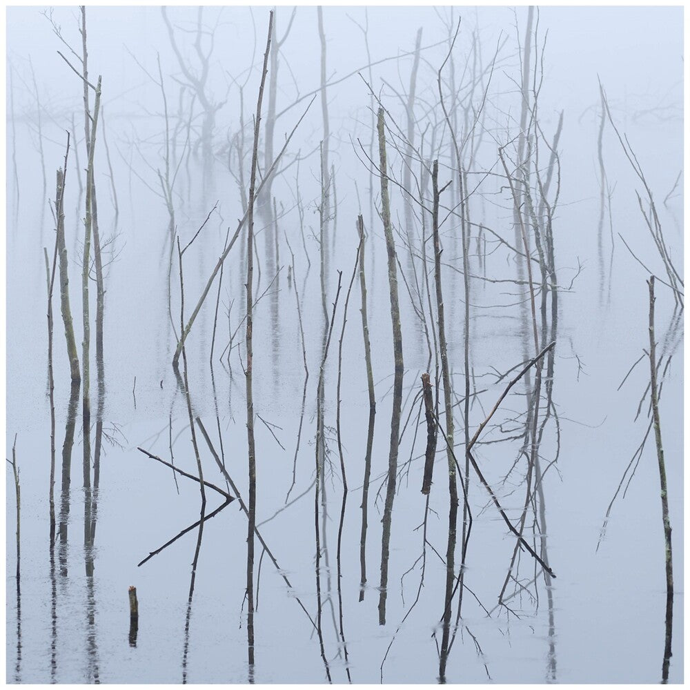 Olhava - Frozen Bloom [CD]