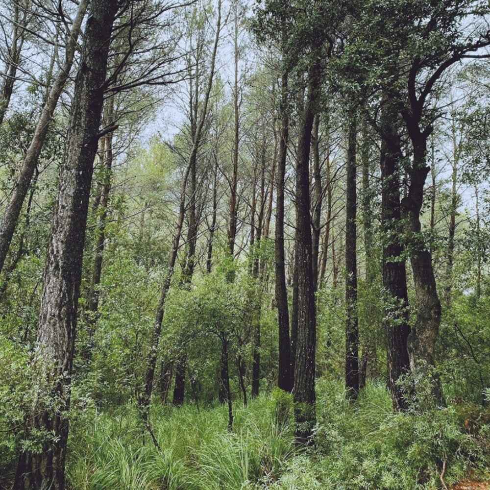 Evergreen Oak (Spa) [LP]