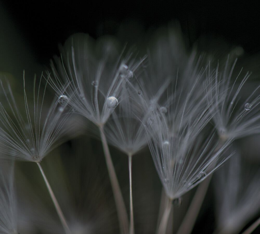 Ian Boddy - Nevermore Music CD