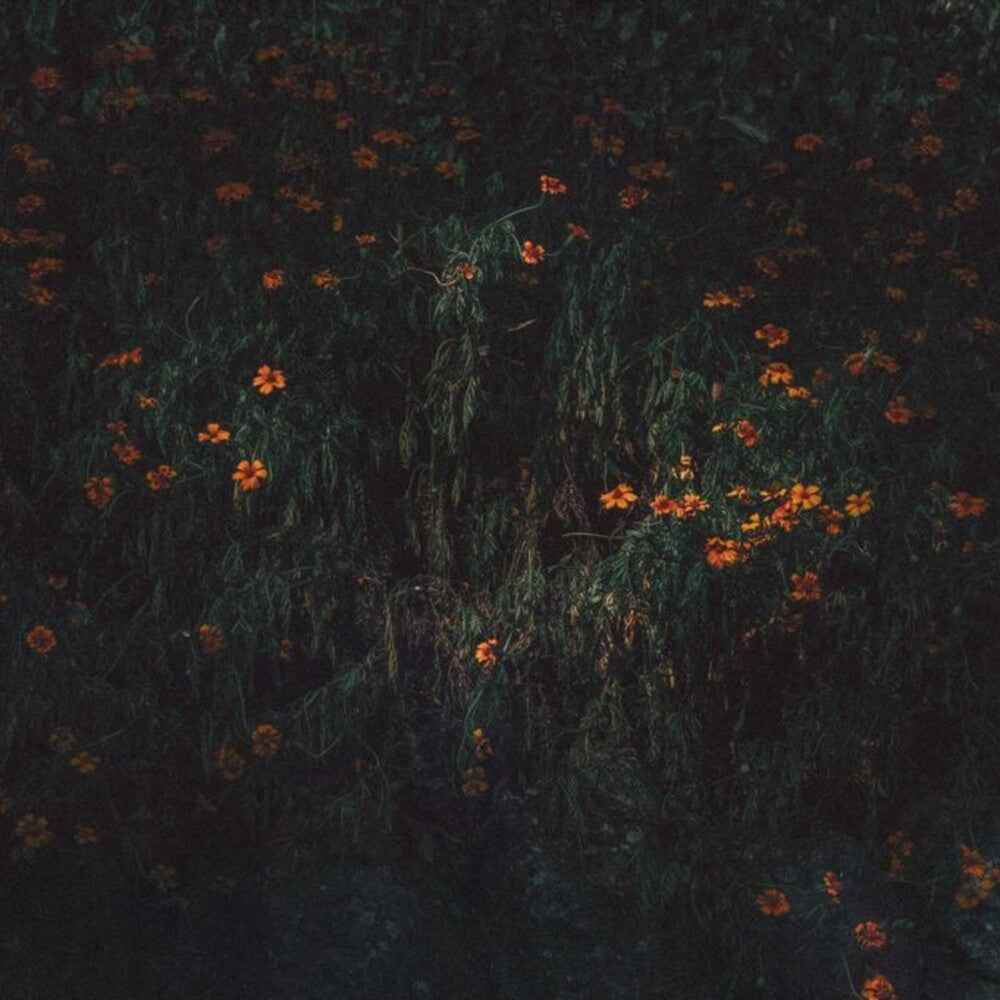 Estarantos [LP]