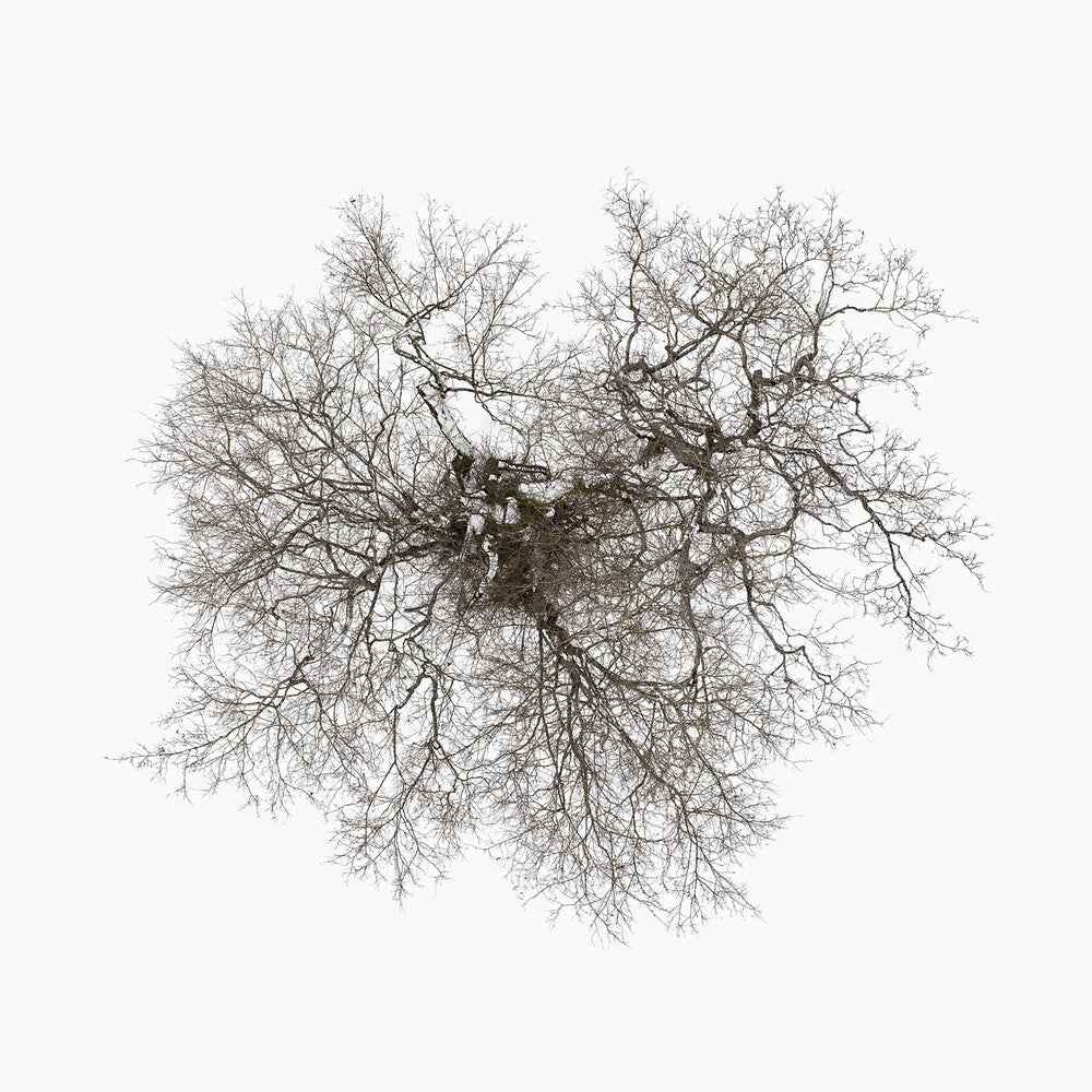 Tree [LP]