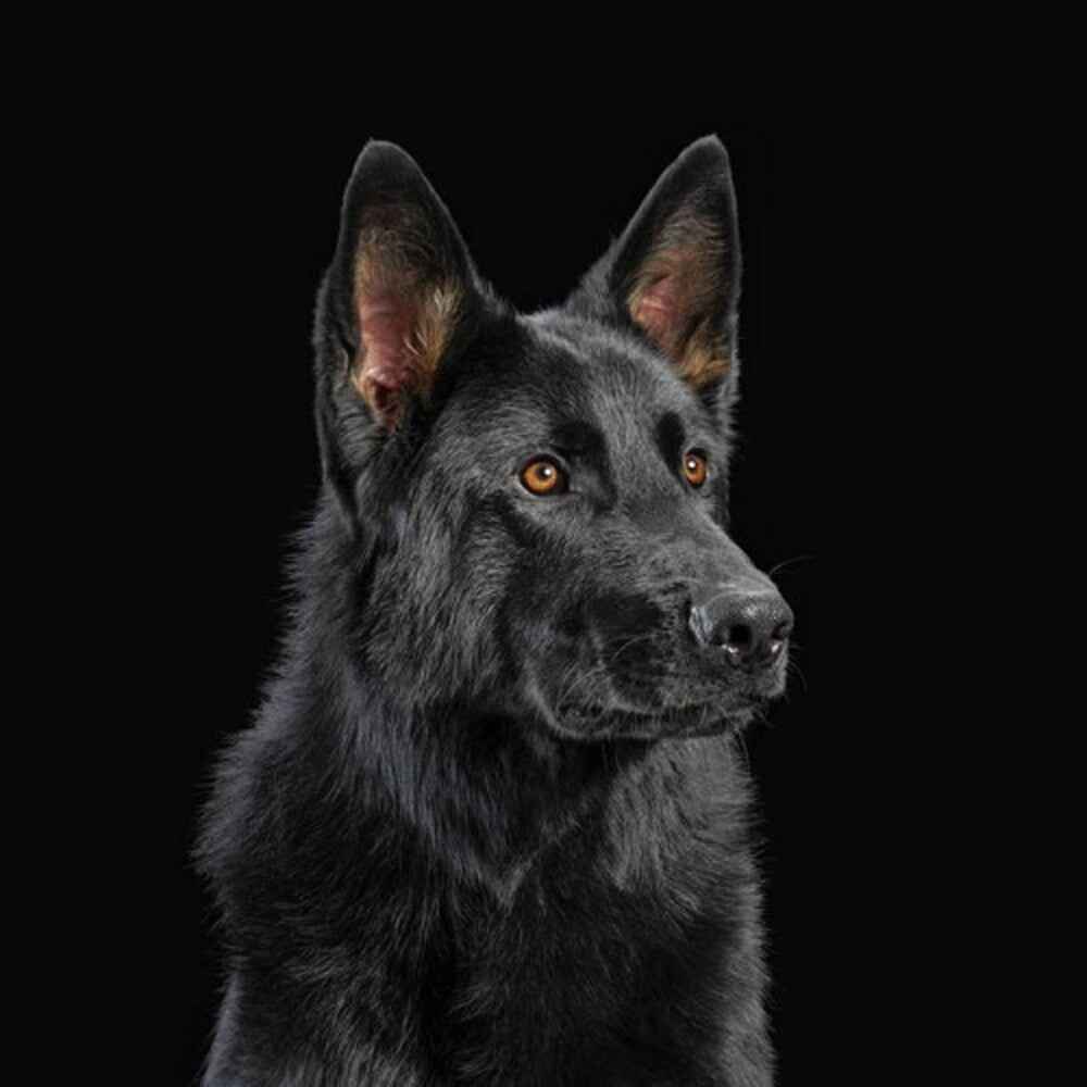 Die Nerven [Colored Vinyl] (Org) (Spa)