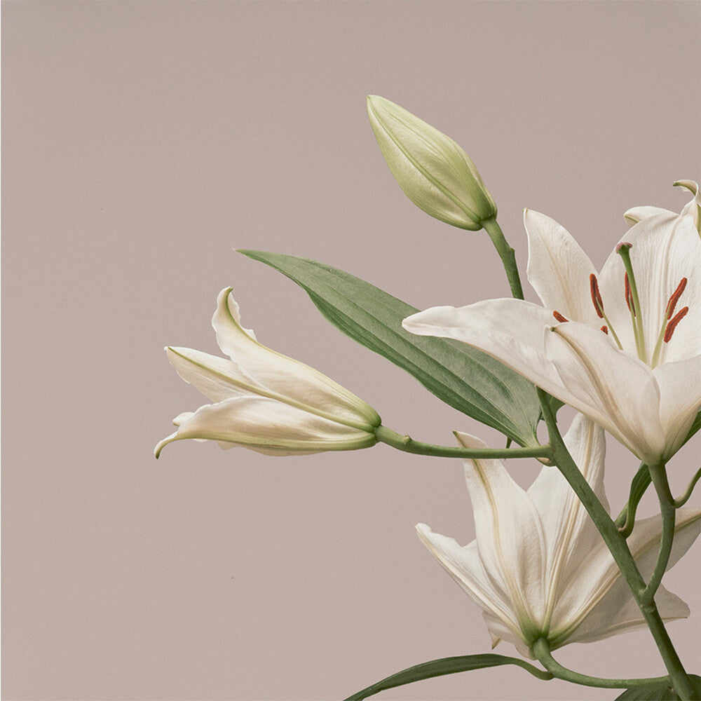 Imminence - Turn The Light On: Acoustic Reimagination V1 [CD]