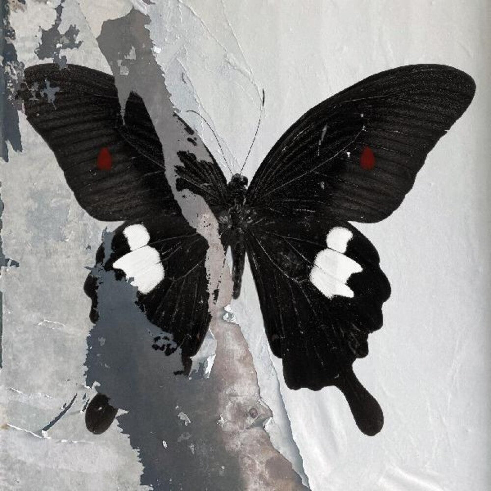 Death Cult - Paradise Now [Clear Vinyl] (Spla) Vinyl Record