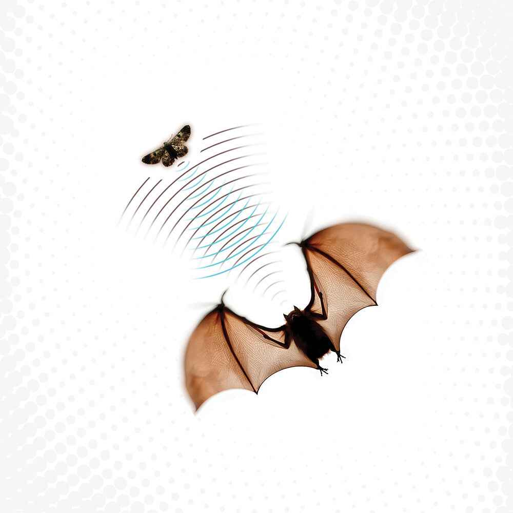 Echolocation [LP]