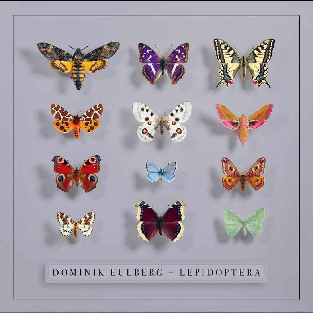 Lepidoptera [LP]