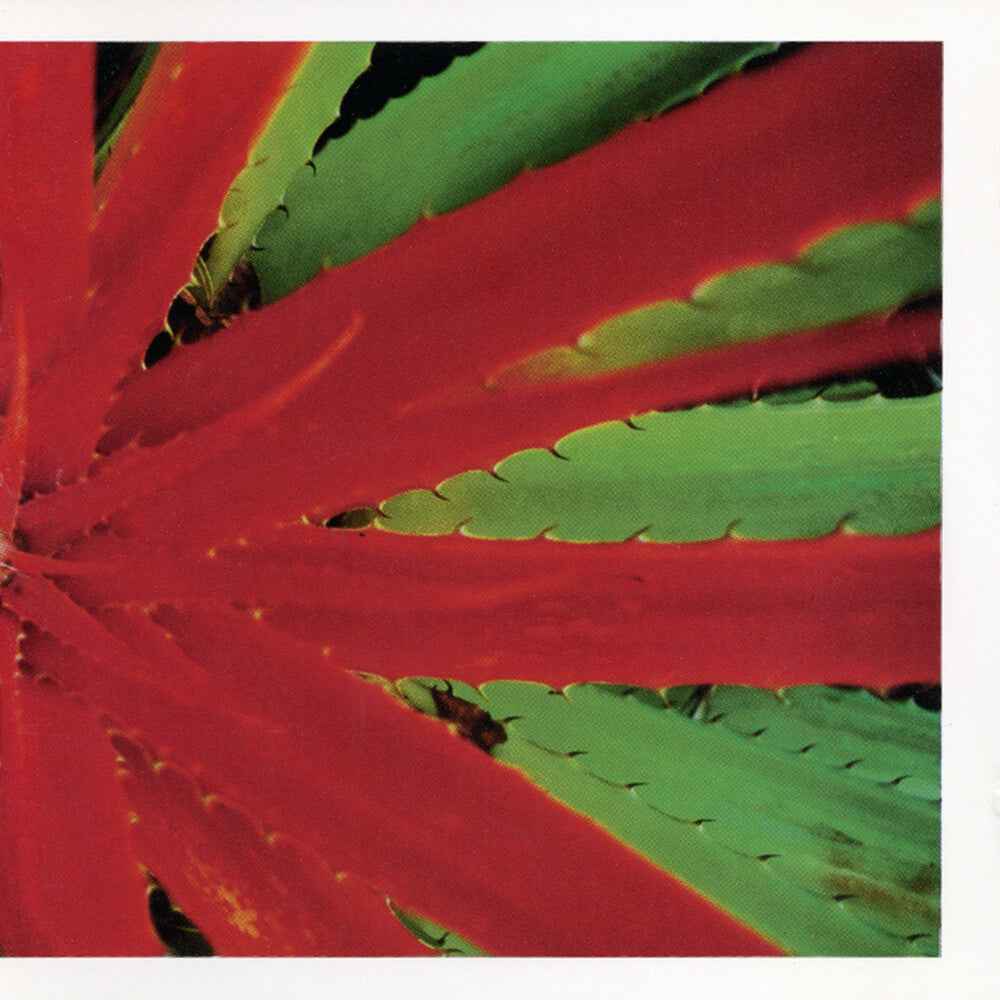 This Afternoons Malady [LP]