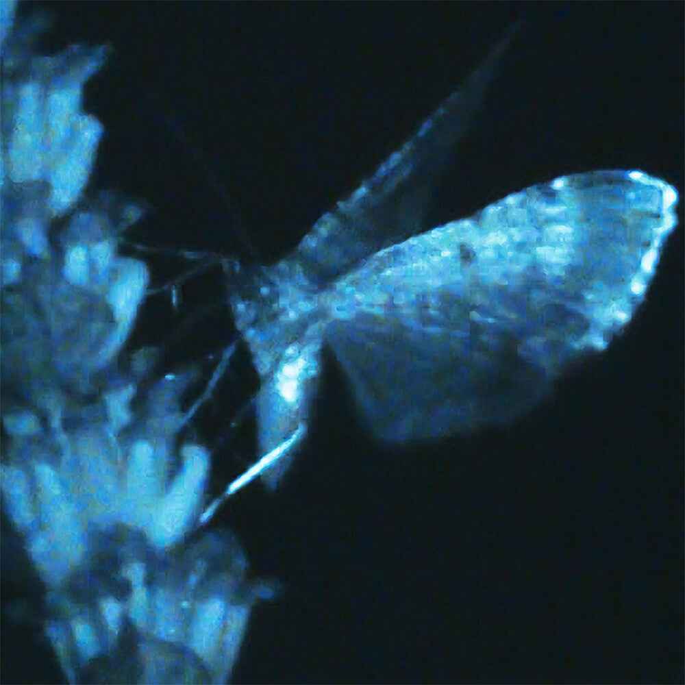 Triple Shooting Star [LP]