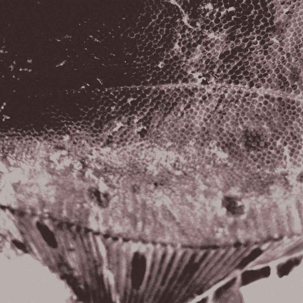 Flounder Maps [LP]