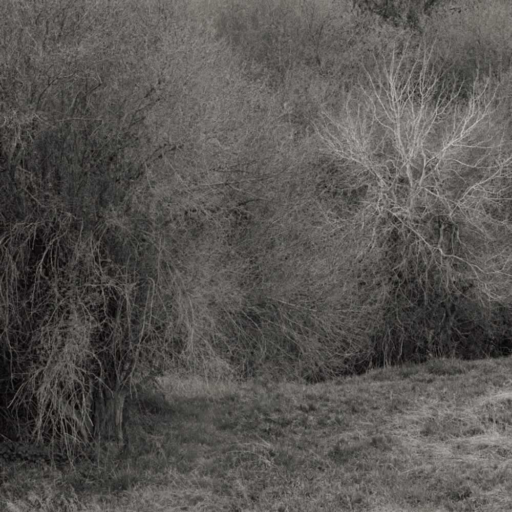 Atrophies For Piano [Colored Vinyl] [180 Gram] (Wht)