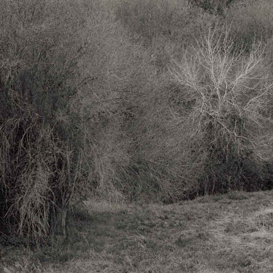 Atrophies For Piano [Colored Vinyl] [180 Gram] (Wht)