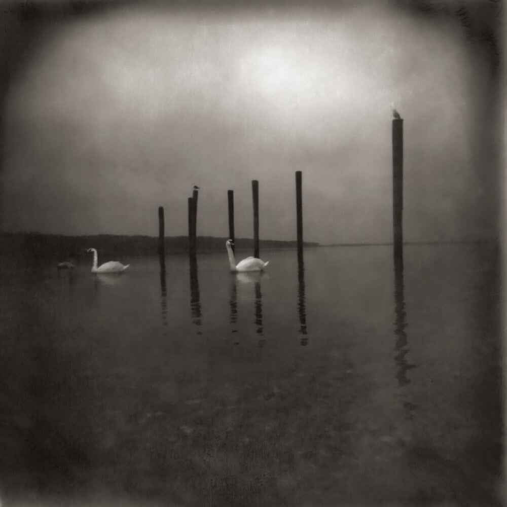 Conference Of The Birds [CD]