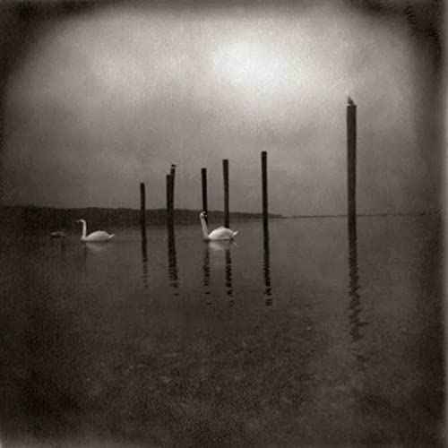 Conference Of The Birds [Vinyl]
