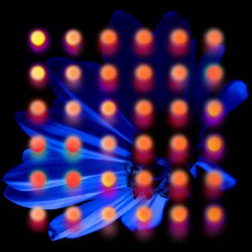 Nevertake [Vinyl]
