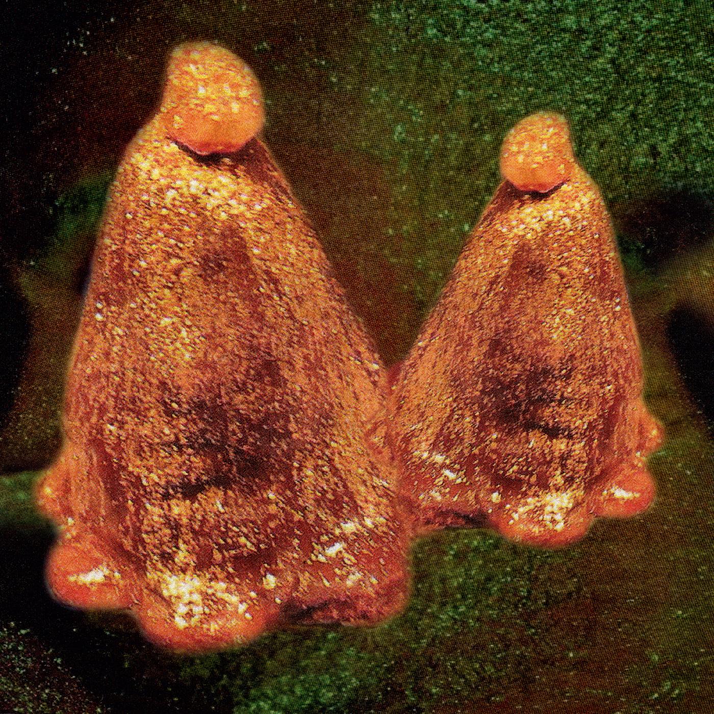 Black To Comm - Oocyte Oil & Stolen Androgens [Vinyl]