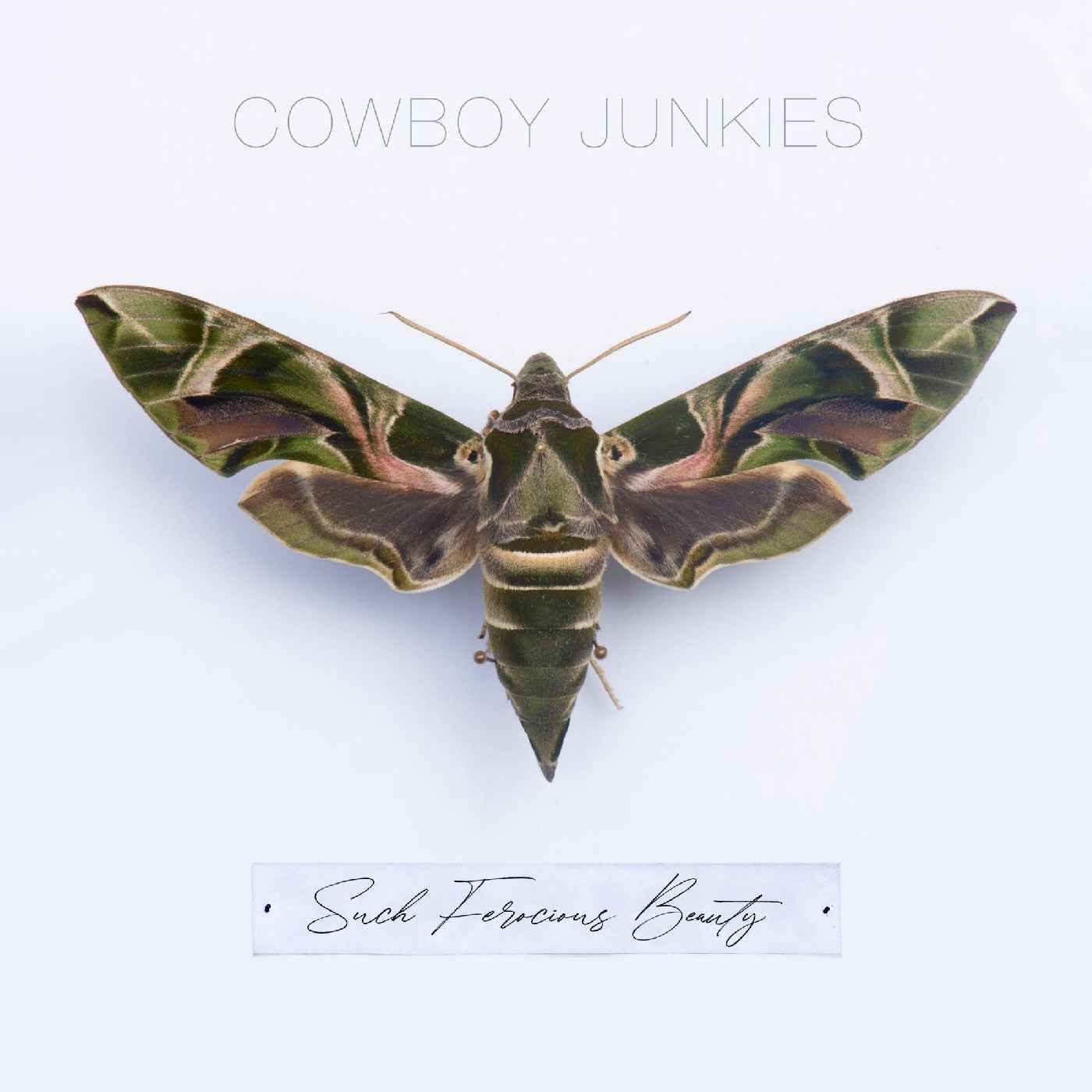 Such Ferocious Beauty (Green Translucent Vinyl) [Vinyl]