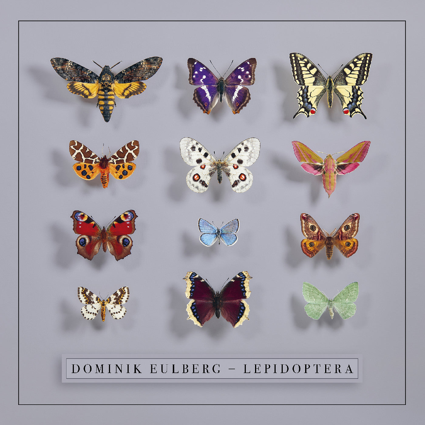 Lepidoptera [CD]