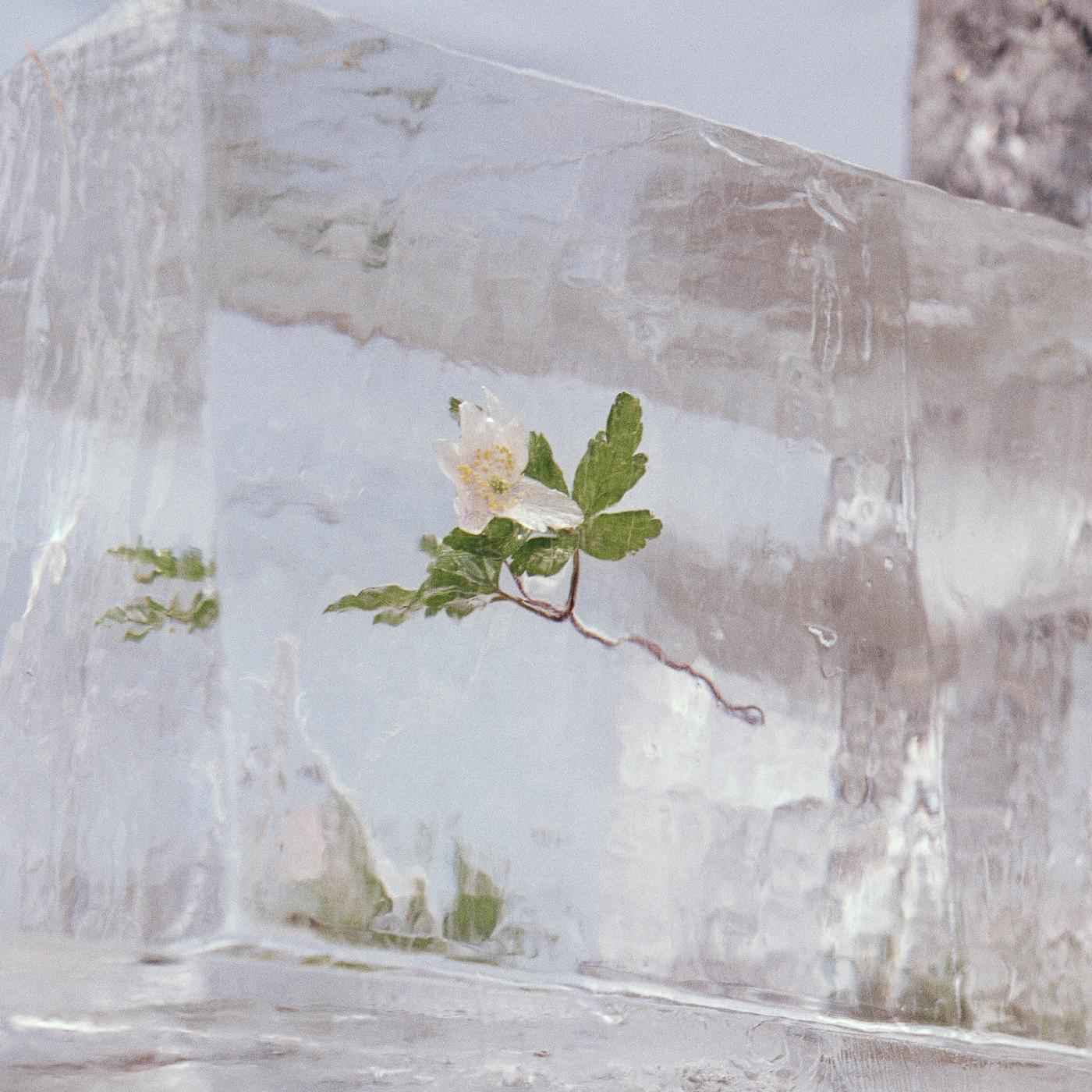 WINDFLOWERS [CD]