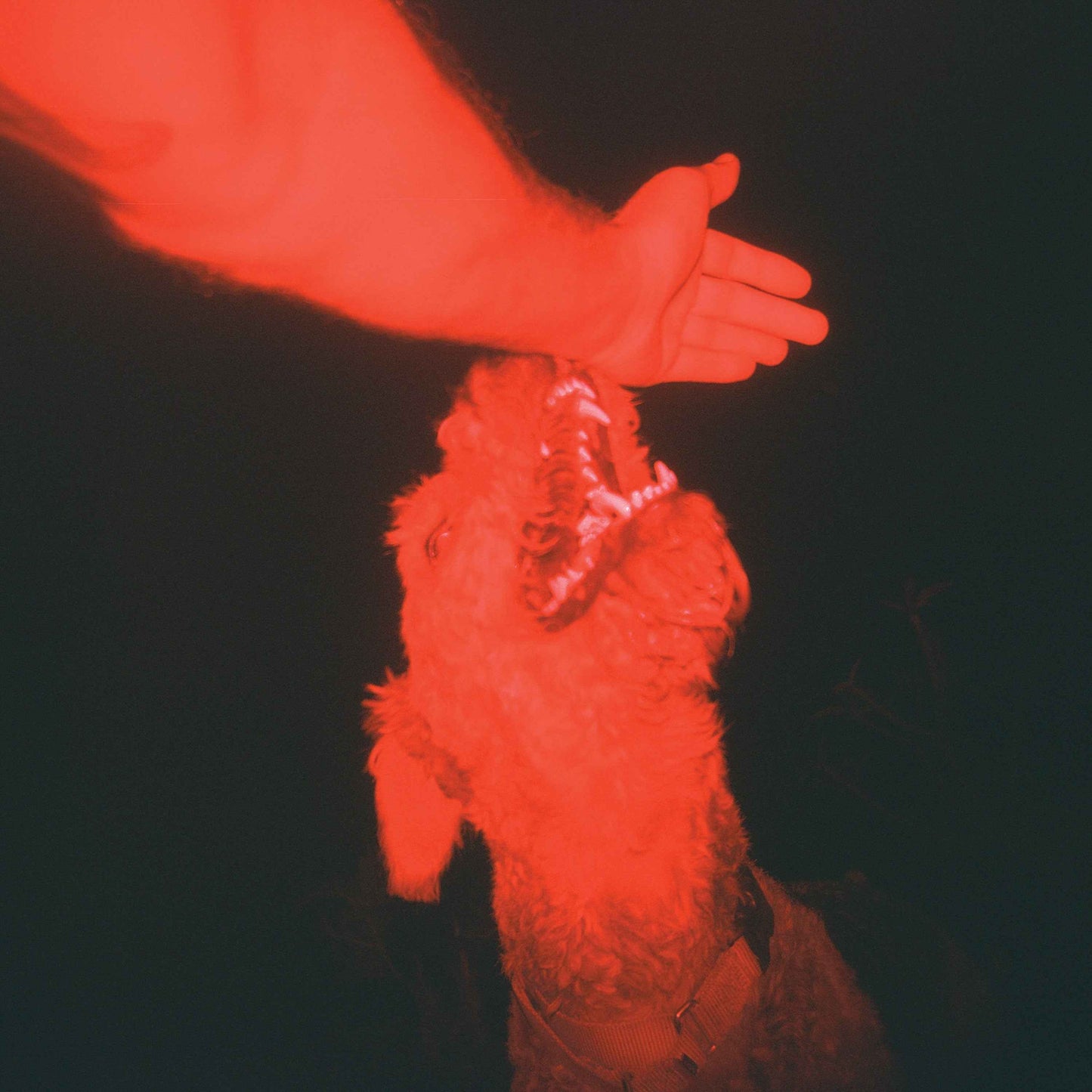 A Trick Of The Light ("Optical Illusion" Transparent Red Vinyl) [Vinyl]