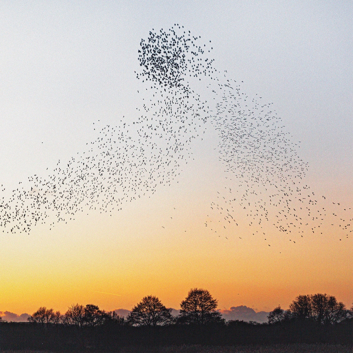 PRE-ORDER: Dawn Chorus (180G) [Recycled Vinyl] [Vinyl]