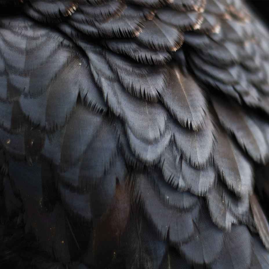 Bird [CD]