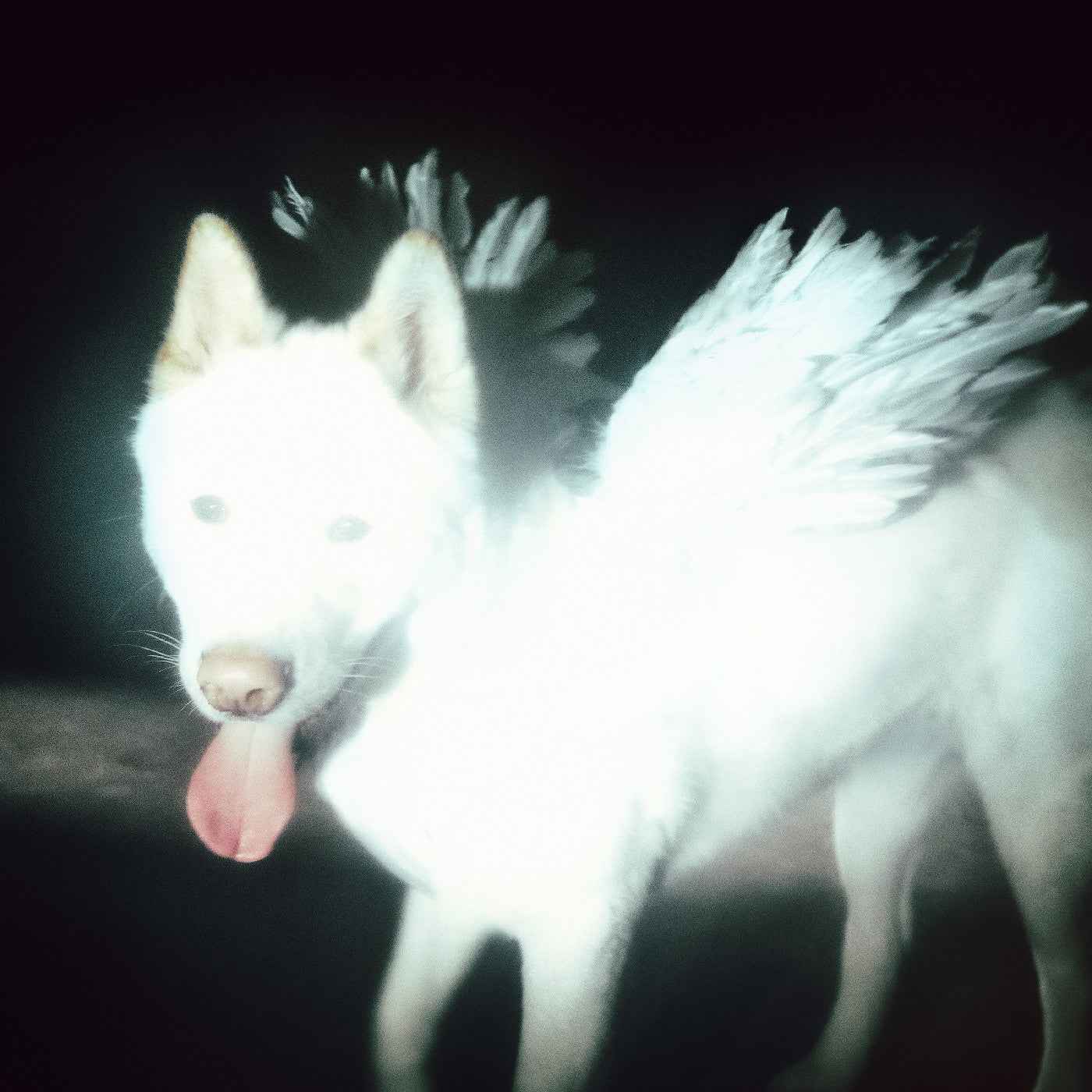 PRE-ORDER Fat Dog - Cancel Me (I'M Tired) (Indie Exclusive, Coke Bottle Green Vinyl) [Vinyl]