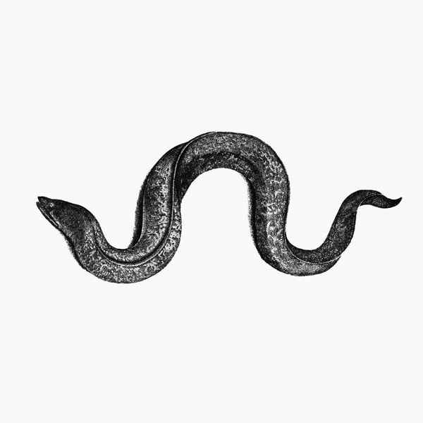 Eel [CD]