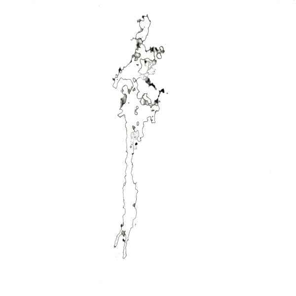Witness Tree [Vinyl]
