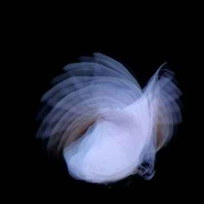 Feathermagnetik [CD]