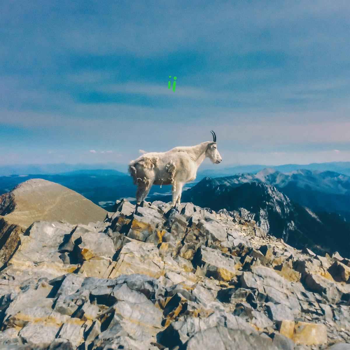 ii [CD]