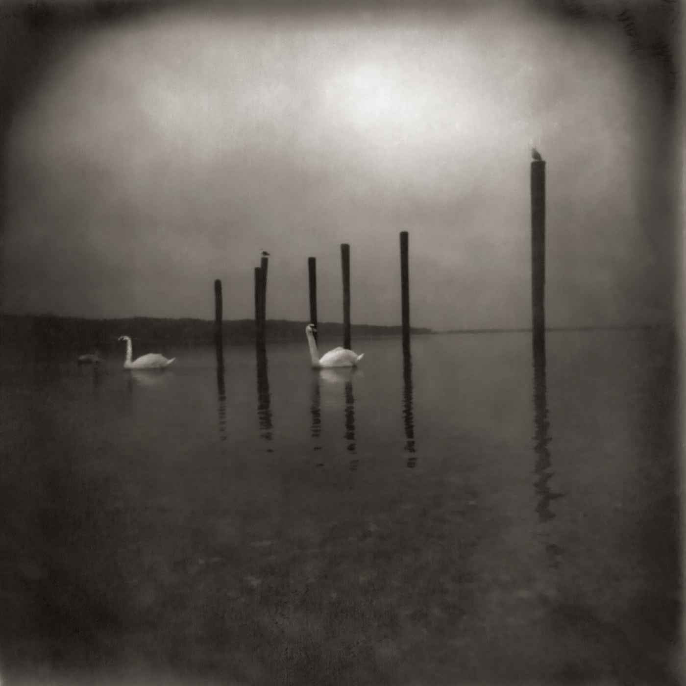 OM - Conference Of The Birds [CD]
