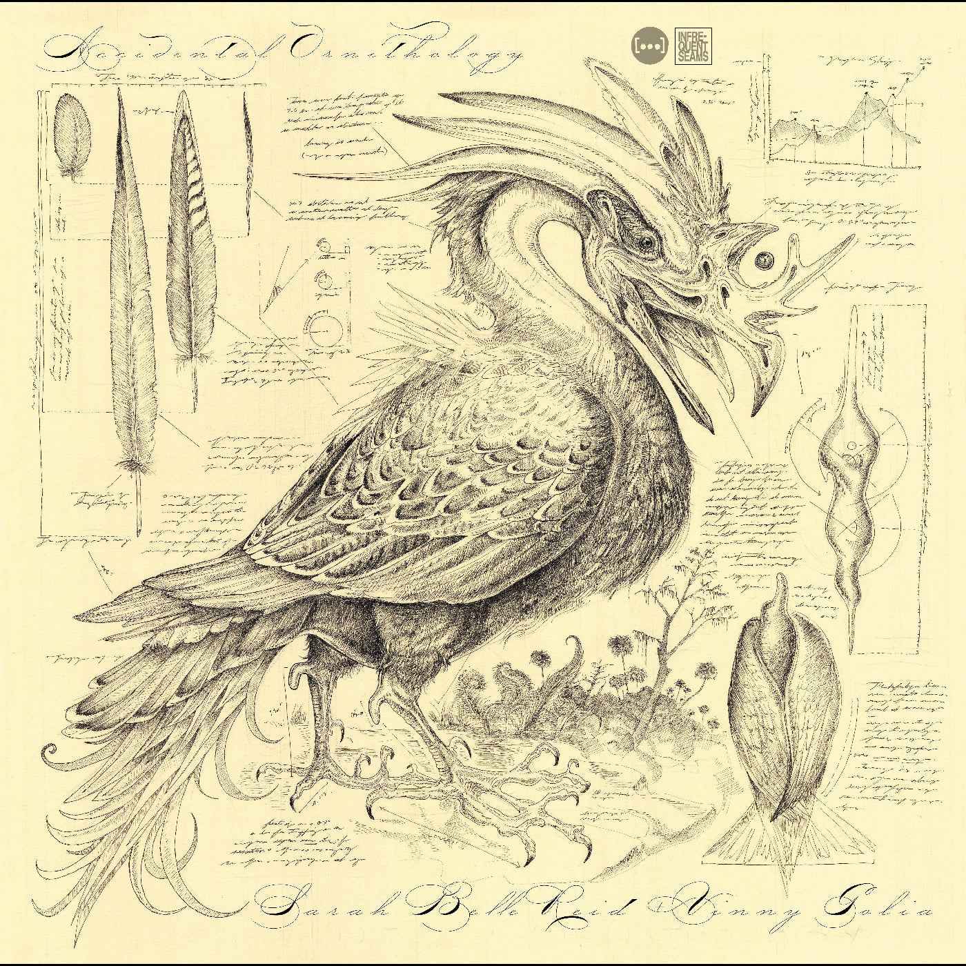 Accidental Ornithology [CD]