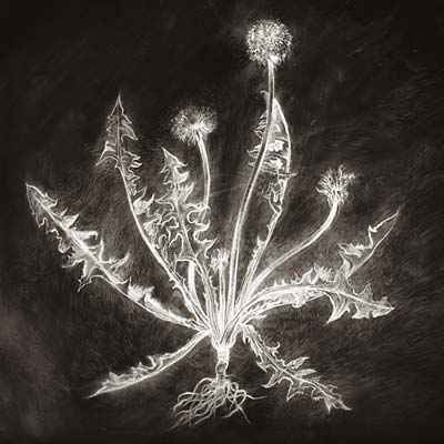 Dandelion [CD]