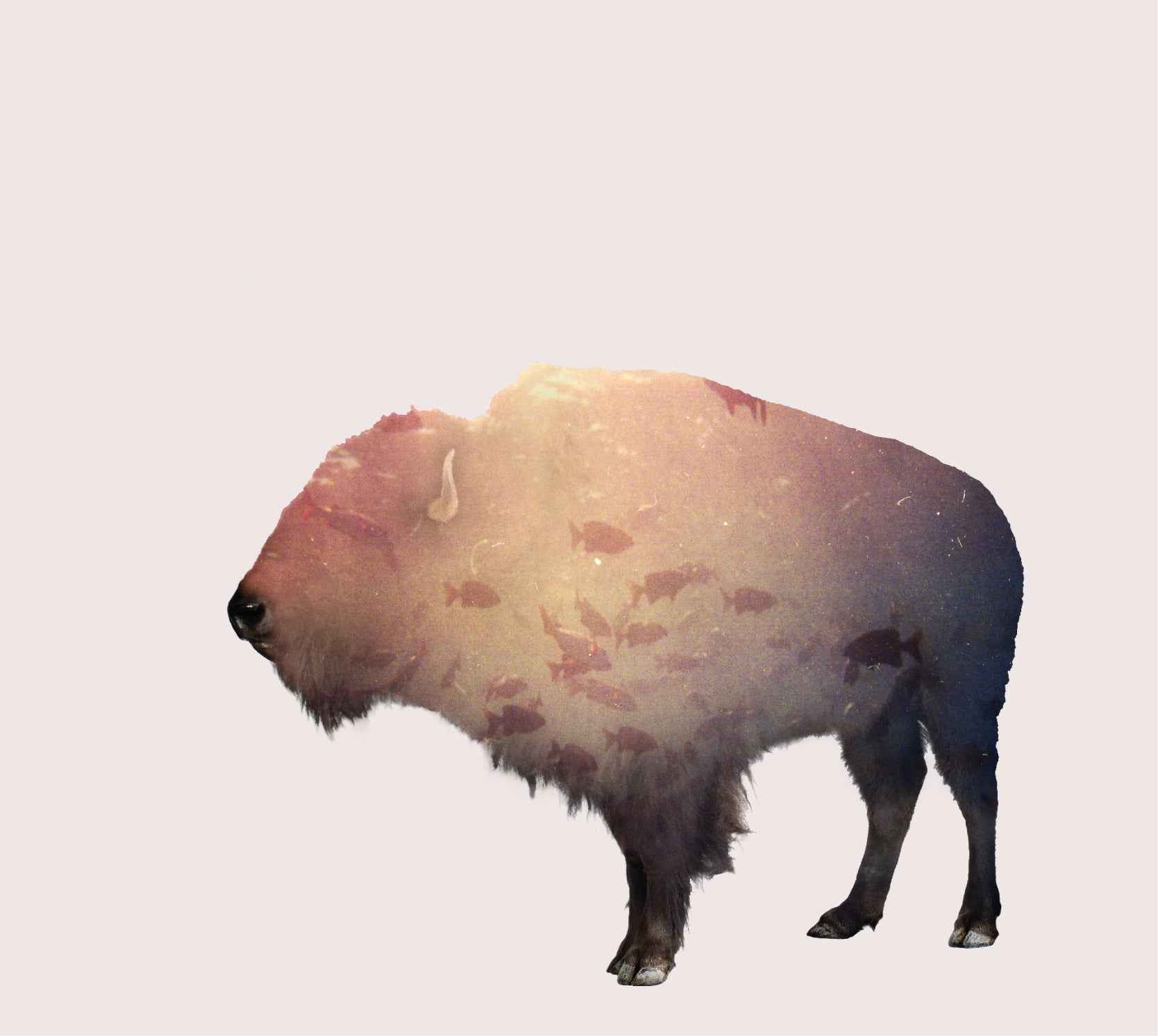 Buffalo [CD]
