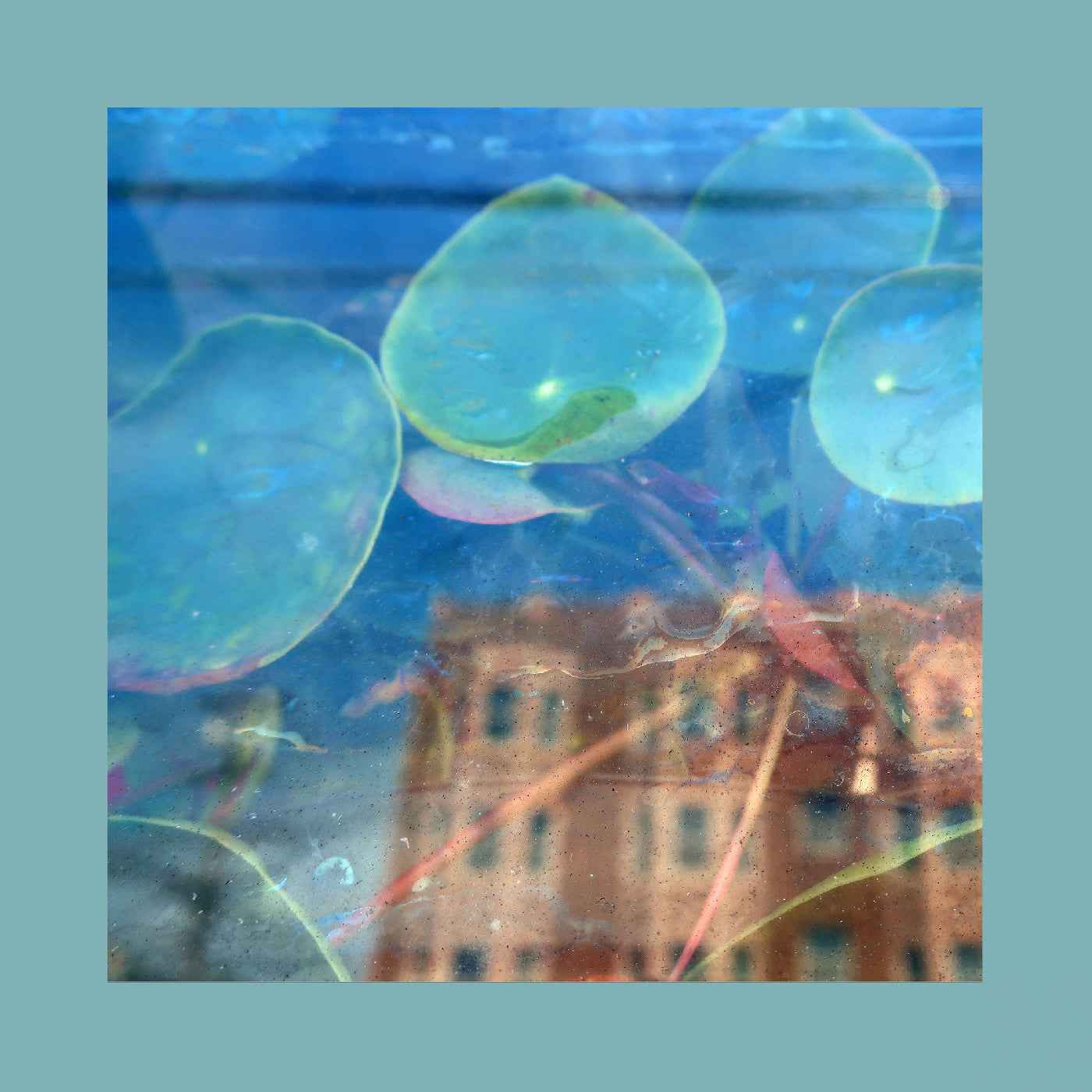 Acknowledge Kindness (Indie Exclusive, Subconscious Window Pane Vinyl) [Vinyl]