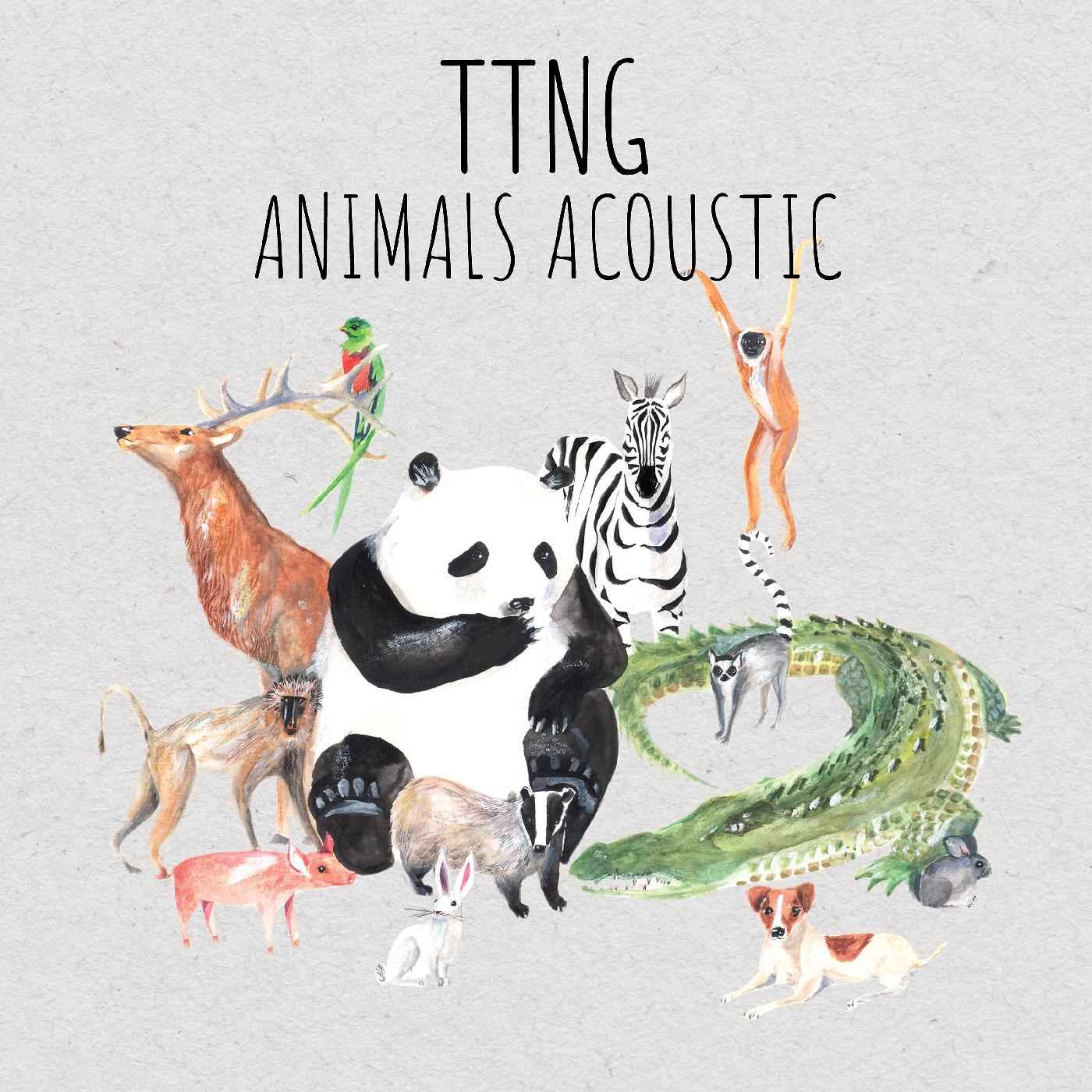 Animals Acoustic [CD]