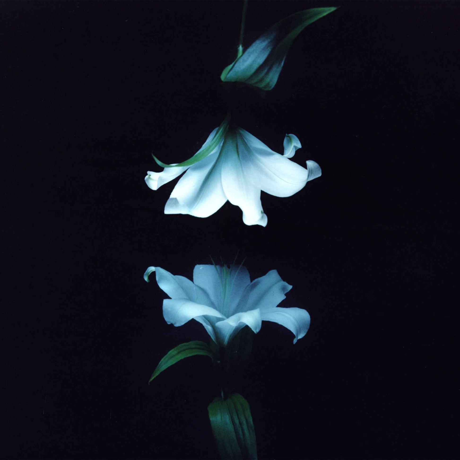 Wasia Project - Nocturne [CD]